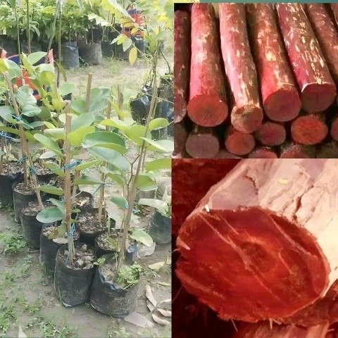 yes perennial yes red chandan pl.jpg