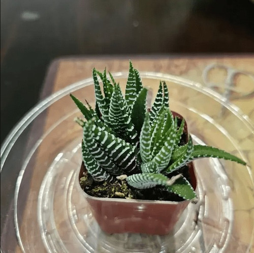 Haworthia Fasciata Zabra Plant Z.jpg
