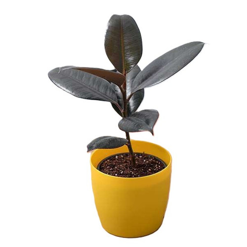 nurserylive plants rubber tree r.jpg