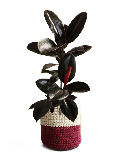 rubber burgundy xlarge knitted m.jpg