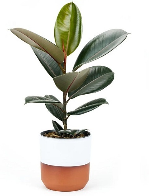 no annual yes decora rubber plan (1).jpg