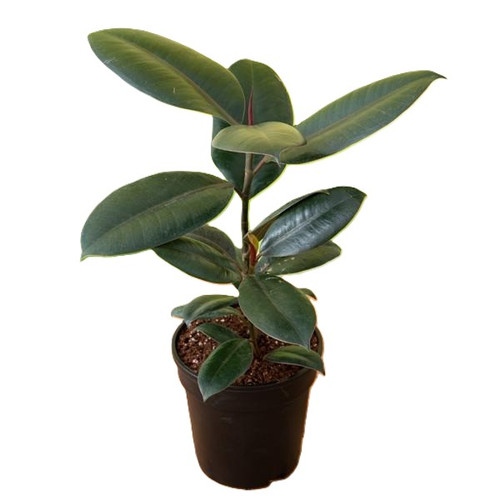 nurserylive g plants rubber tree.jpg