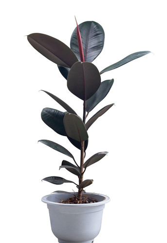 61uhb1plHFL. SL1500 .jpg