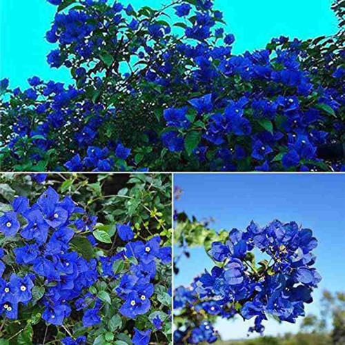 no annual yes bougainvillea plan.jpg