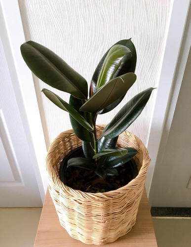 81FFYJ9 ruL. SL1500 .jpg