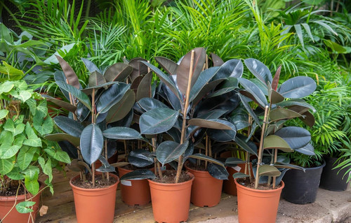 81iys9qqvQL. SL1500 .jpg