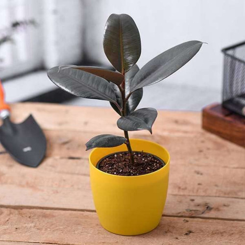 rubber live plant.jpg