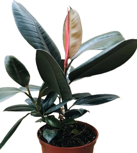 RED BANYAN RUBBER LIVE PLANT JH.jpg
