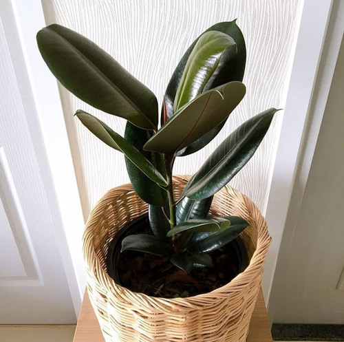 81FFYJ9 ruL. AC UF1000,1000 QL80.jpg