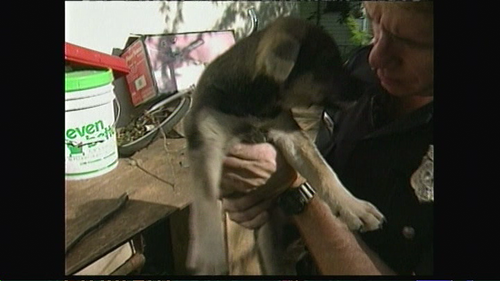 Cops S05E35 480i Fox11 SDTV WOC MP2 2.0 MPEG 2 NoGroup.mkv H00 M17 S43 MS.696 F31879.png