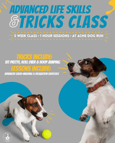 Professional Dog Trainers in New York City.jpg