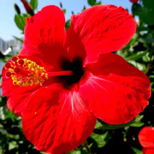 Red Hibiscus1.webp