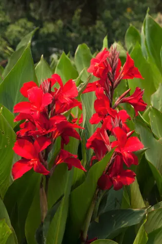 Red Canna lily1.webp