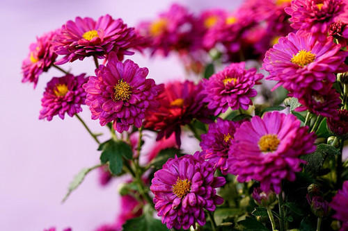 Purple Chrysanthemum 2.jpg