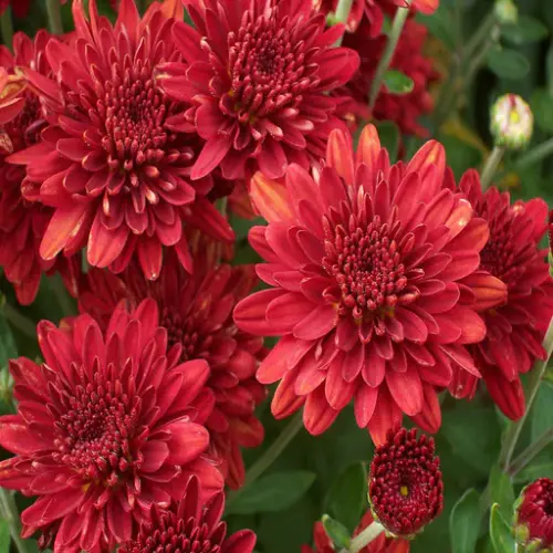 Red Chrysanthemum1.webp