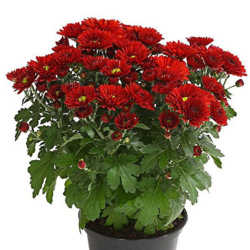 Red Chrysanthemum2.jpg