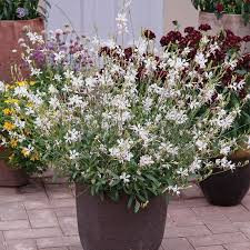 White Gaura 2.jpg