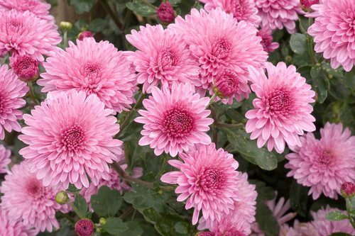 Pink Chrysanthemum4.jpg