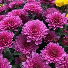 Purple Chrysanthemum 1.jpg