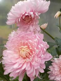 Pink Chrysanthemum5.jpg