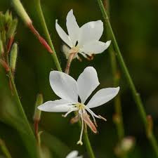 White Gaura 1.jpg