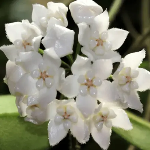 white Hoya 1.webp