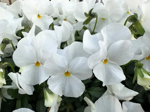 White Pansy 2.webp