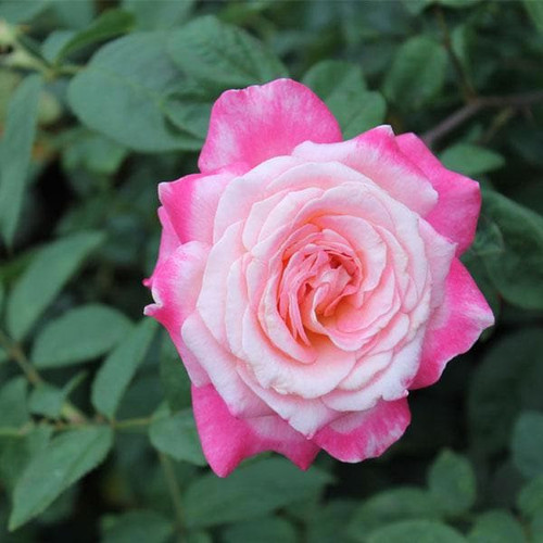 White Pink Rose1.jpg