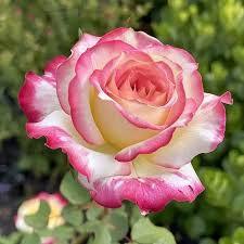 White Pink Rose2.jpg