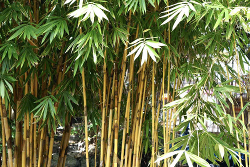 Bamboo2.jpg