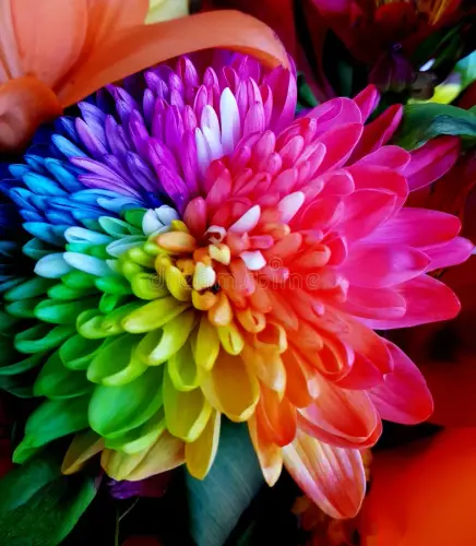 chrysanthemum 1.webp