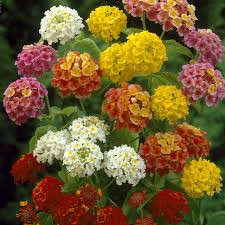 Mixed Lantana1.jpg