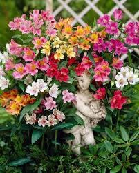 mixed Alstroemeria2.jpg