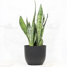 Green Sansevieria2.jpg
