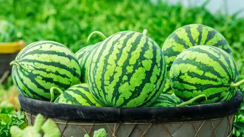Green Watermelon 1.webp