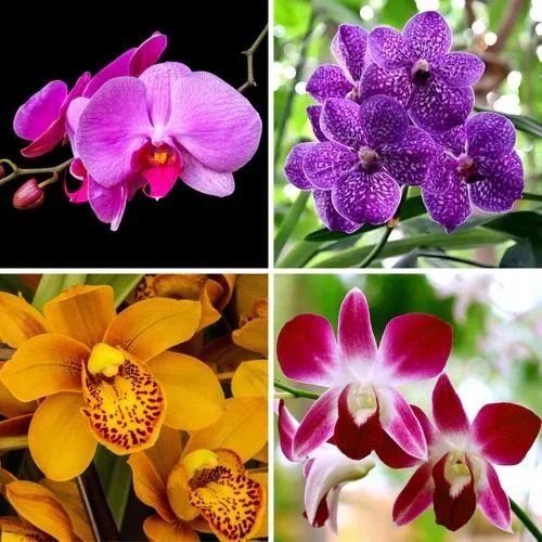 Mixed Orchid 1.webp