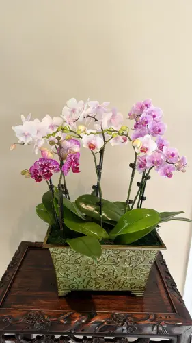 Mixed Orchid2.webp