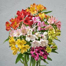 mixed Alstroemeria1.jpg