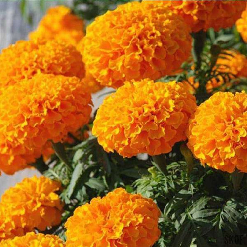 Orange Marigold1.jpg