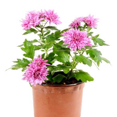 Pink Chrysanthemum1.webp