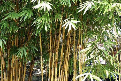 Bamboo2.jpg