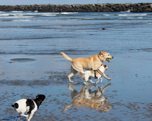 San Diego Pet-Friendly Vacation Homes Near Dog Beach.jpg