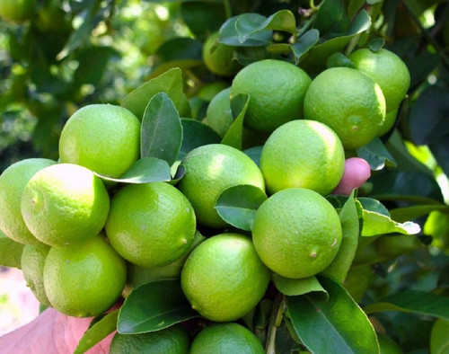 Green Lemon 1.jpg