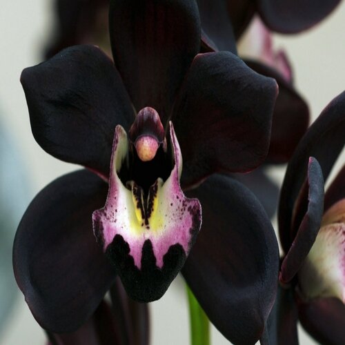 black Cymbidium Faberi Orchid flower1.jpg