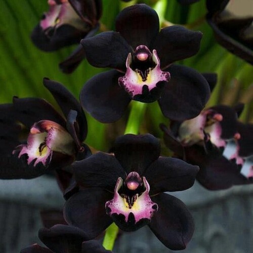 black Cymbidium Faberi Orchid flower.jpg