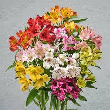 mixed Alstroemeria1.jpg