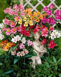 mixed Alstroemeria2.jpg