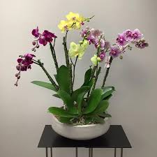 Mixed Orchid 2.jpg