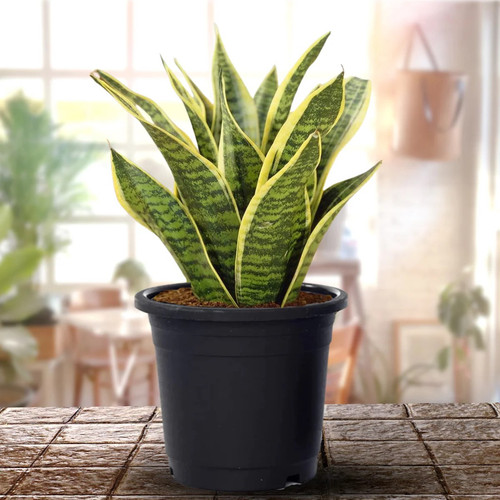 Green Sansevieria1.jpg
