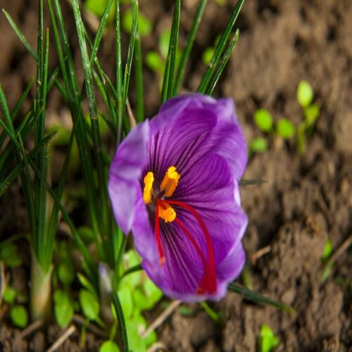 purple Crocus sativus flower1.jpg